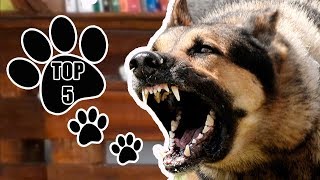 TOP 5the best dog breeds for guard #k9