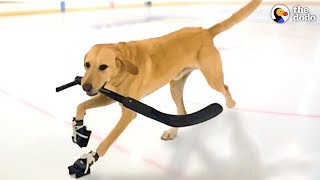 Dog That Nobody Wanted Loves Ice Skating Now | The Dodo