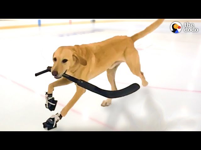 The world's first ice-skating dog hits the rink while carrying his