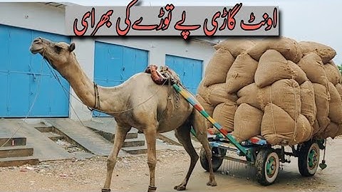 Hay Bag Loading || Hay Net Bag || Camel Pull Cart ||Camel Cart Full Loaded || Think N Do