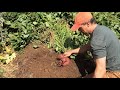 Harvesting and Curing Sweet Potatoes