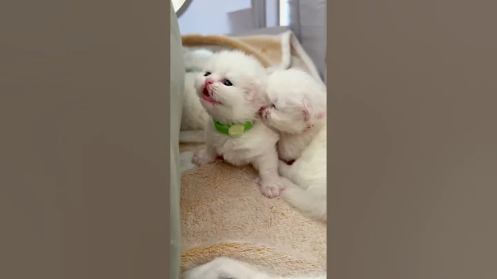 Watch the video about Sweet purr