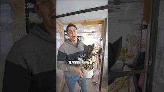 Now Thats What I Call Science ( Shaking Plants )  #houseplants #plants #diy