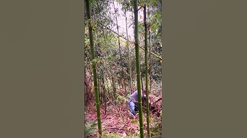 techniques and skills for cutting bamboo using sharp cutting tools #shorts