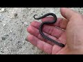 Snake Babies on the Road