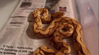 new arrival ORANGE GLOW Wealth