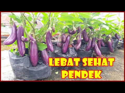 CARA MENANAM DAN MERAWAT TERONG DI POLIBAG AGAR BERBUAH LEBAT | HOW TO PLANT EGGPLANT AT HOME