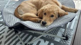 My Dog Loves This Elevated Cooling Bed! 🐶