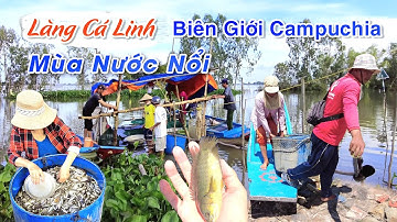 BẤT NGỜ NGÔI LÀNG CÁ LINH MÙA NƯỚC NỔI TRÊN KÊNH VĨNH TẾ KHAI THÁC CÁ TỪ BIÊN GIỚI CAMPUCHIA | OKDD