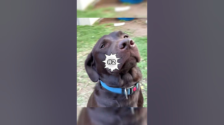 You Won't Believe How These Dogs Hide Their GUILT
