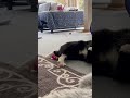 After a night of separation they are behaving better! Enjoying the catnip toys I bought for them.