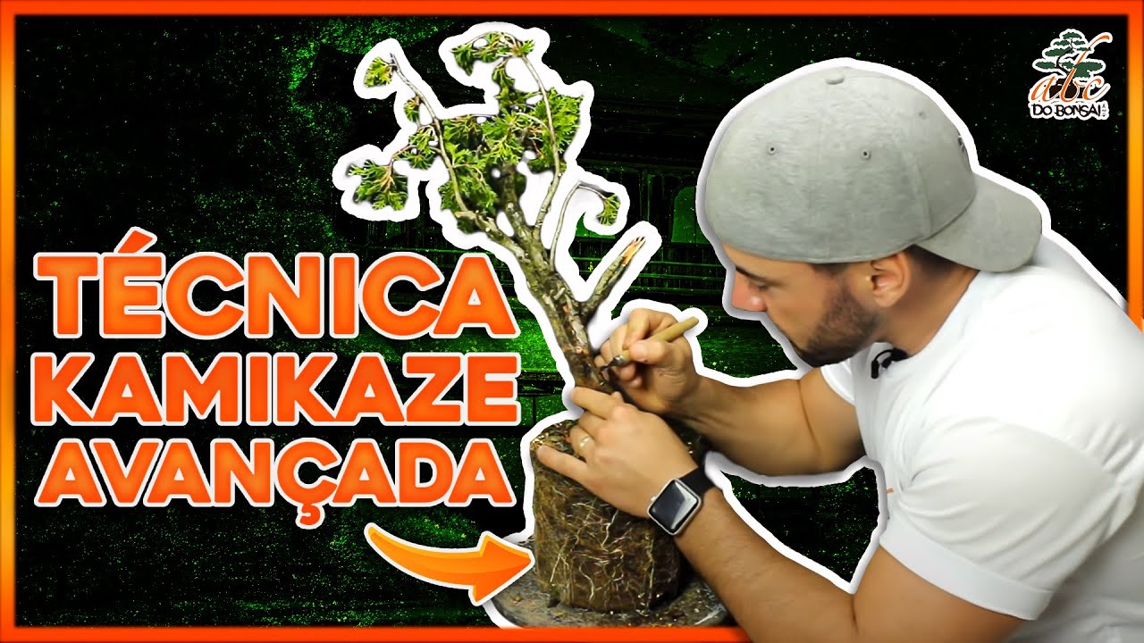 TÉCNICA KAMIKAZE AVANÇADA VIDA OU MORTE NO BONSAI YouTube