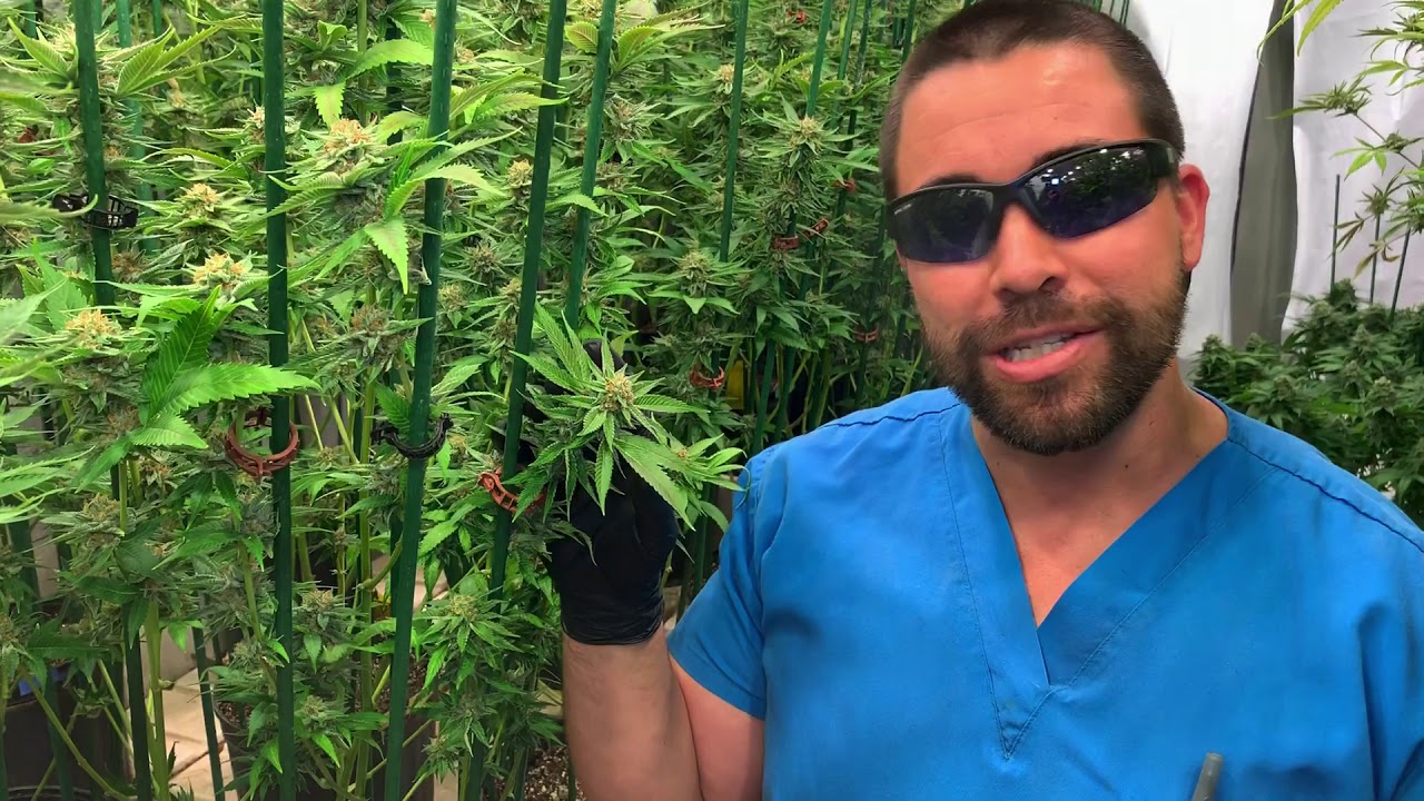 Citrus Soother Strain Review