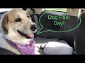 Dog park day whats next for ramblin ted taking the pyrenees dogs to the park and atwoods