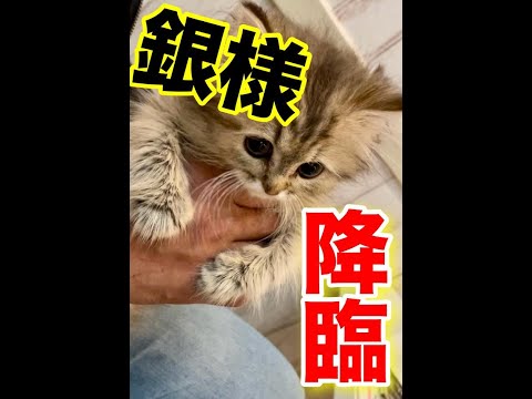 チンチラペルシャ、銀との出会い！