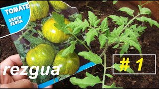 زراعة طماطم زيبرا الخضراء / Growing Green Zebra Tomato