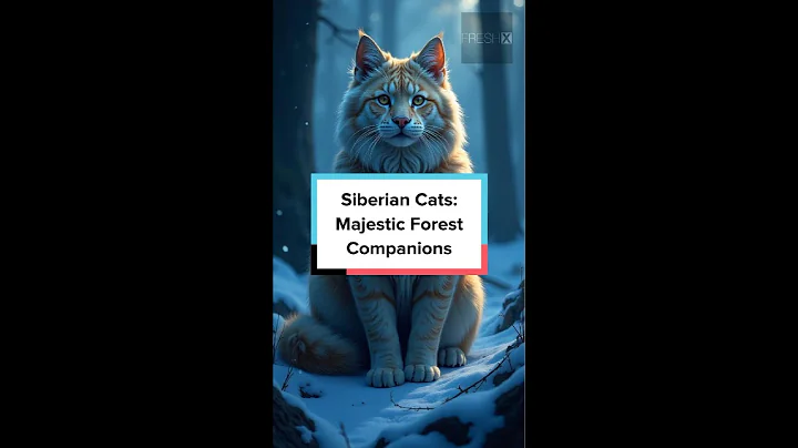 Video 7089771: siberian cat breed, amazing cat