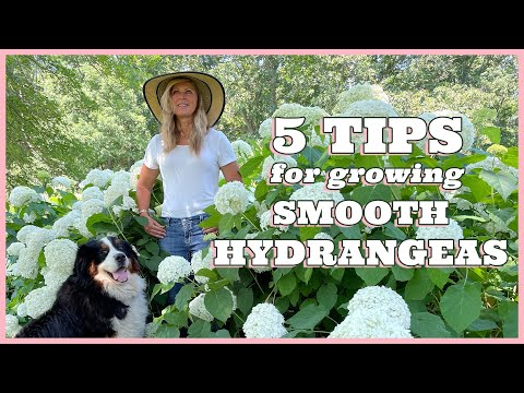 Video: Growing Smooth Hydrangea - Sfaturi despre plantarea hortensiei sălbatice