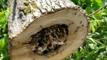 cut into a tree full of ants