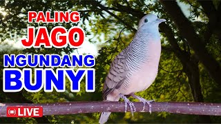 Perkutut Lokal Gacor - paling JAGO masteran mancing bunyi