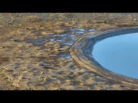 camera iphone 8 plus apk SANParks Orpen Camp Camera - Kruger National Park - South Africa.