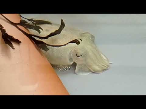 Cute Catnapping Cuttlefish