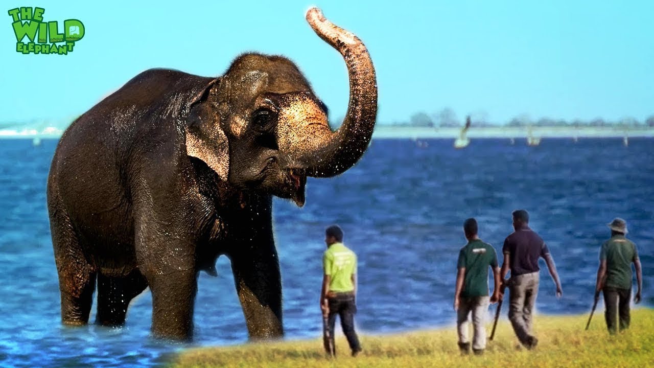 elephas maximus linnaeus Elephants getting injected as they swim in the lake, Wildlife team saving a sick swimming elephant