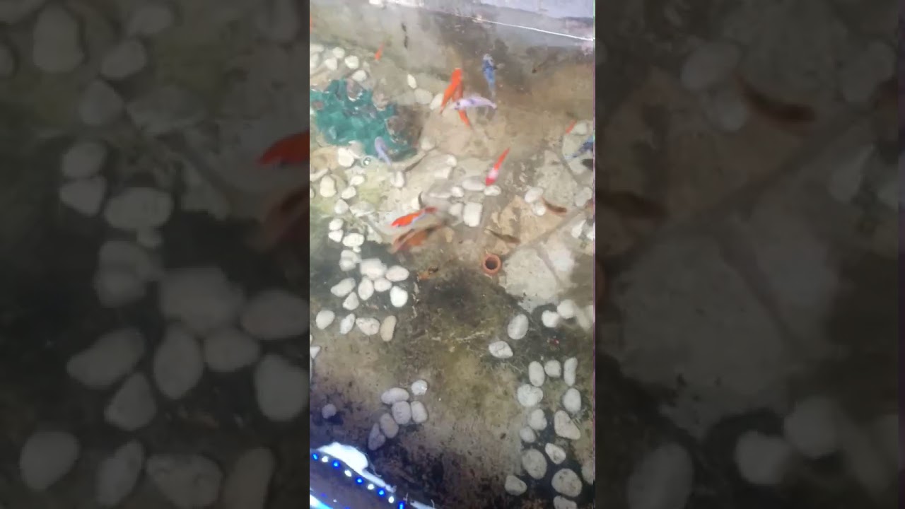 Ternak koi, budidaya ikan koi blitar 