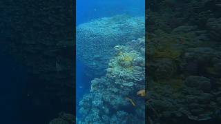 Ras Um Sid, El Fanar coral reef rasumsid egypt elfanar sharmelsheikh расумсид эльфанар redsea