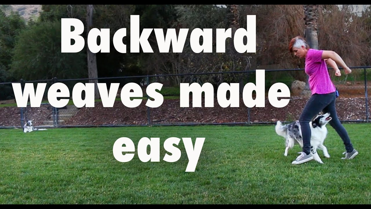 puppy paradise Backward weaves made easy - Dog Tricks