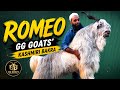 Romeo by GG Goats (Pune) | Kashmiri Bakra From Guddu Bhai