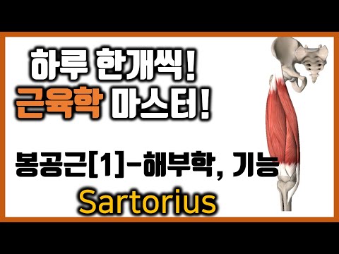 [힐링무브 근육학] 6-2-(1) 봉공근(넙다리빗근, sartorius) 의 해부학과 기능 | 허벅지 통증과 관련 | healingmove