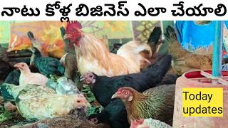 natu kollu farming telugu | natu kolla pempakam | natu kollu | poultry farming #poultry