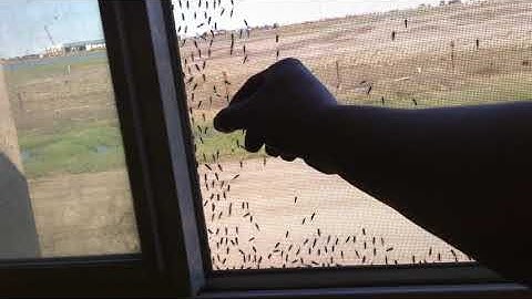 Alaskan Mosquito issue