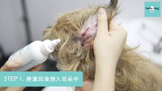 寵物護理：如何正確地清潔耳朵 Steps to clean your dog’s ears properly