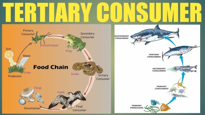 Primary Consumer Examples primary-consumer-examples