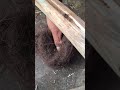 plowing wooden the traditional art of starting a fire #firemaking #bushcraft #survival
