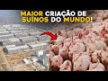 A MAIOR FAZENDA DE PORCOS DO MUNDO - 2 MILHÕES DE SUÍNOS!