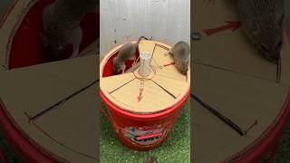 Best Mouse Trap Idea/Good Rat Trap At Home #Rat #Rattrap #Mousetrap #Mousetrap2022