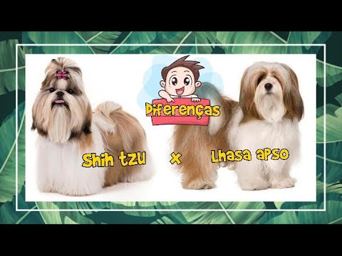 Vídeo: Diferença Entre Lhasa Apso E Shih Tzu