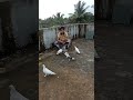 hand tame pigeon #pigeon #youtube #video