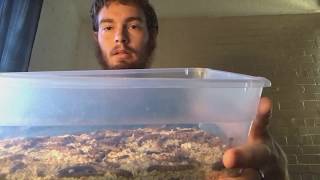 Superworm controversy! + Letting a superworm "BITE" me!