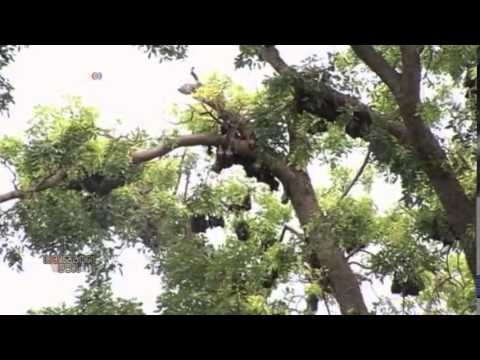 ებოლას ვირუსის შეჩერების გზები ჯერ არ ჩანს