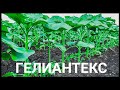 Гербицид ГЕЛИАНТЕКС при критической ситуации с амброзией, лободой. Сможем спасти урожай???