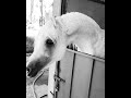 ياشيب عيني من وساع الحناجير مصلح بن عياد خيل نجران ياشيب عيني من وساع الحناجير مصلح بن عياد خيل نجران