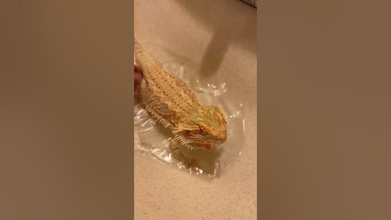 Potty Training a Bearded Dragon shorts YouTube