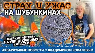 Аквариумные Новости С Владимиром Ковалевым (21.07.2023).Страх И Ужас На Шубункинах.