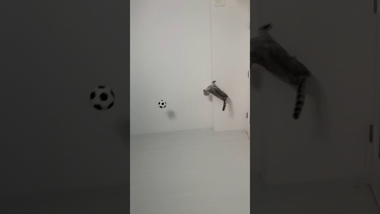 Panter Kedi Çiçi mon YouTube