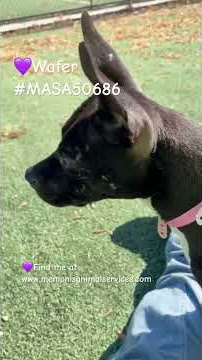 💜Wafer #MASA50686