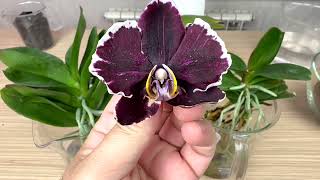 полив пня орхидеи // консервация воздушных корней орхидей до пересадки // корни орхидей в уголь